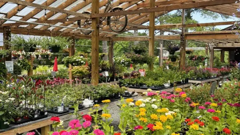 Plants and flowers inside the For Garden's Sake garden center in Durham, NC